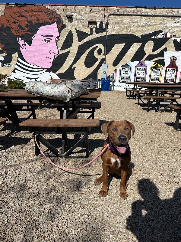 View Ophena the Dog Photo #8