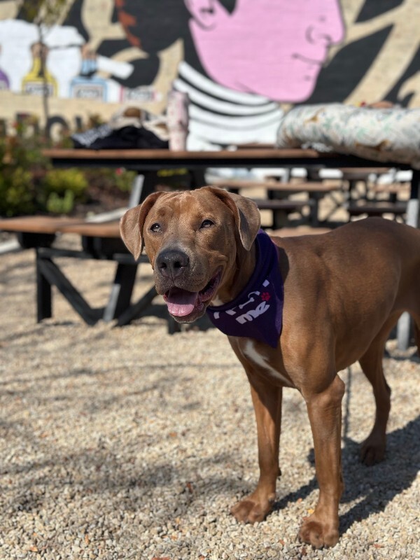 View Ophena the Dog Photo #6