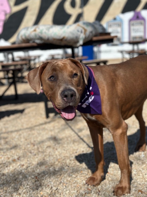 View Ophena the Dog Photo #7