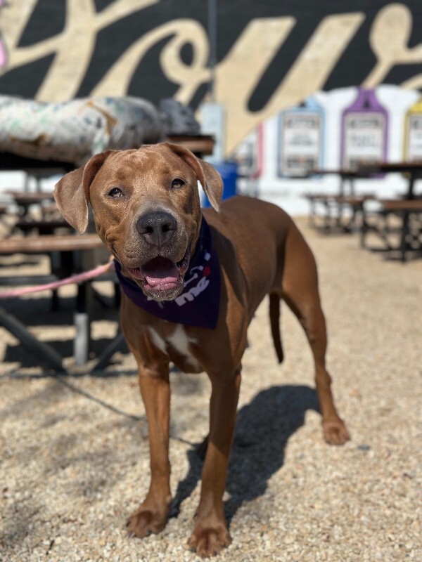 View Ophena the Dog Photo #5