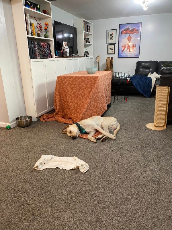 View Harvest the Dog Photo #16