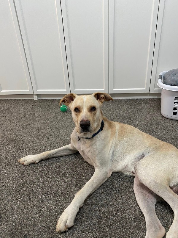 View Harvest the Dog Photo #7