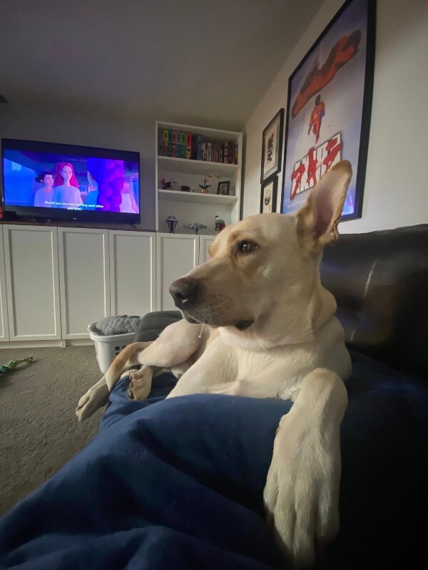 View Harvest the Dog Photo #9