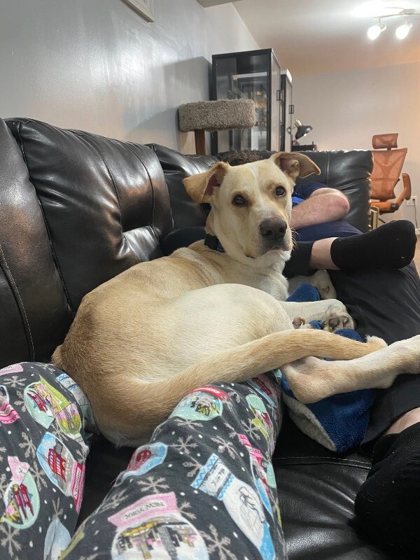 View Harvest the Dog Photo #3