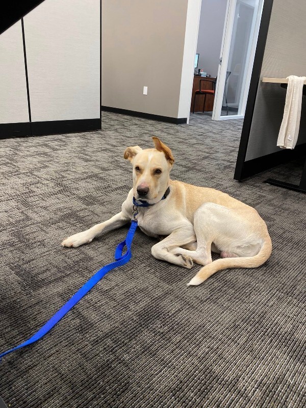 View Harvest the Dog Photo #17