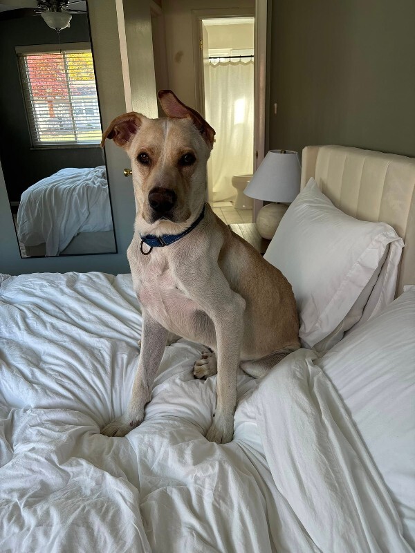 View Harvest the Dog Photo #11