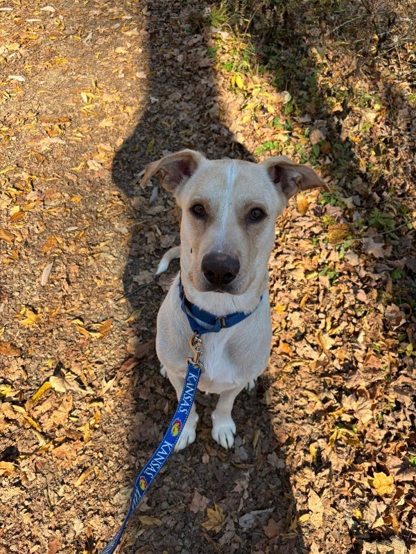 View Harvest the Dog Photo #14