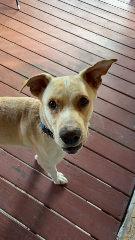 View Harvest the Dog Photo #5