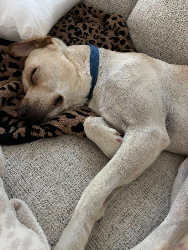 View Harvest the Dog Photo #15