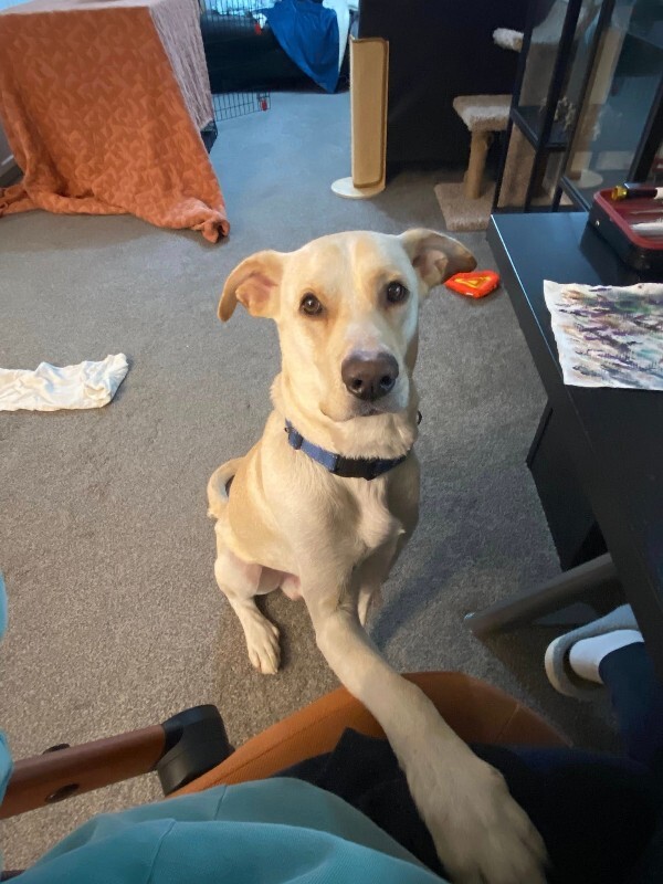 View Harvest the Dog Photo #2