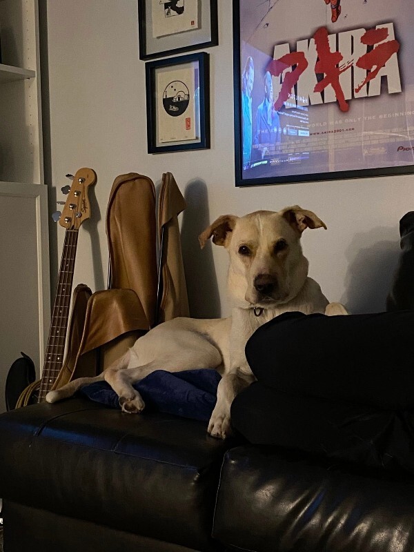 View Harvest the Dog Photo #8