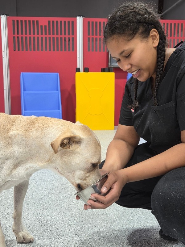 View Harvest the Dog Photo #18