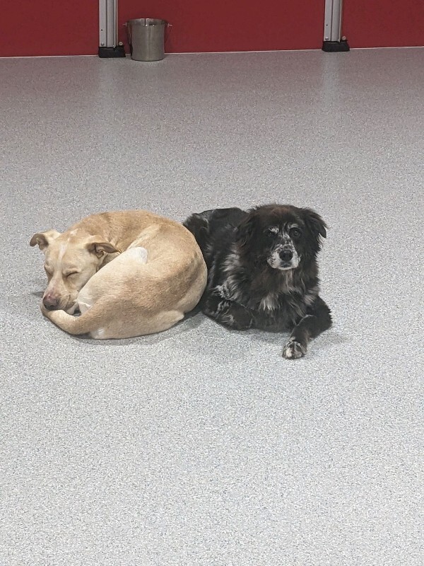 View Harvest the Dog Photo #4