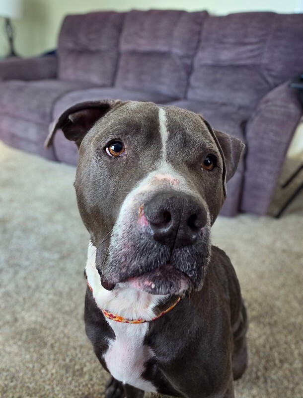 View Buzz Lightyear the Dog Photo #7