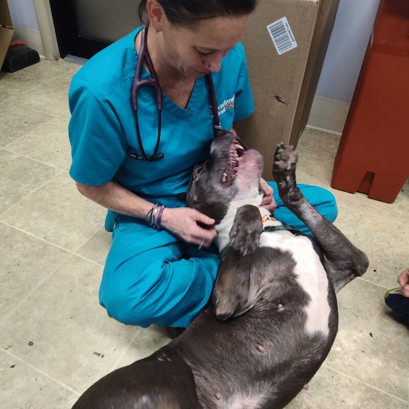 View Buzz Lightyear the Dog Photo #6