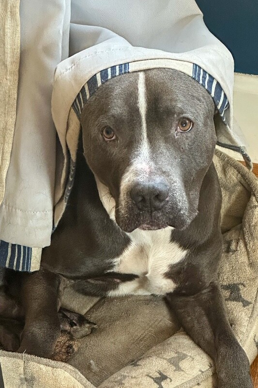 View Buzz Lightyear the Dog Photo #4