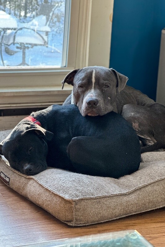 View Buzz Lightyear the Dog Photo #3