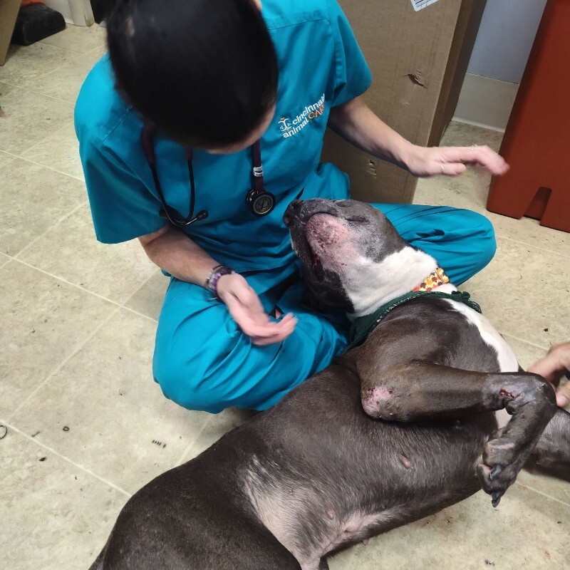 View Buzz Lightyear the Dog Photo #8