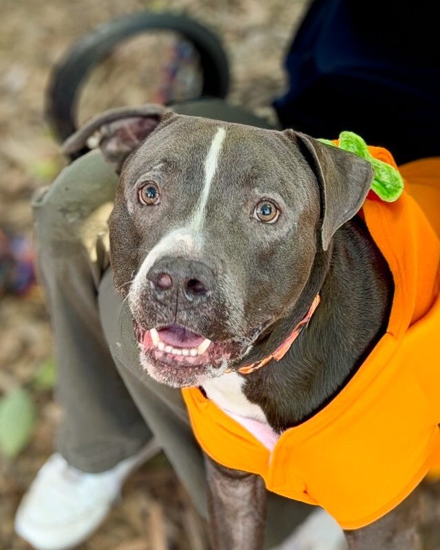 View Buzz Lightyear the Dog Photo #5