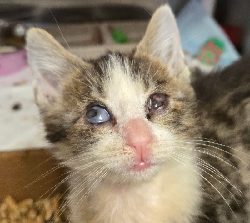 Learn More About Candlelight 1000044568