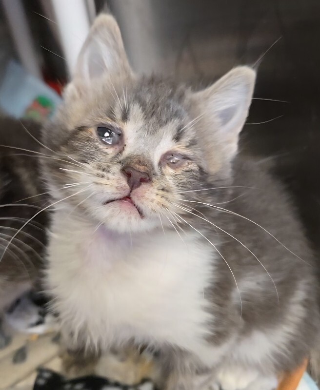 Learn More About Candlewick 1000044573