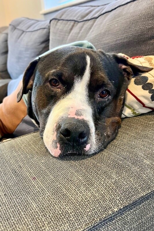 View Igor the Dog Photo #4