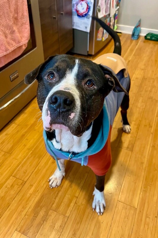 Learn More About Igor 0 2 2