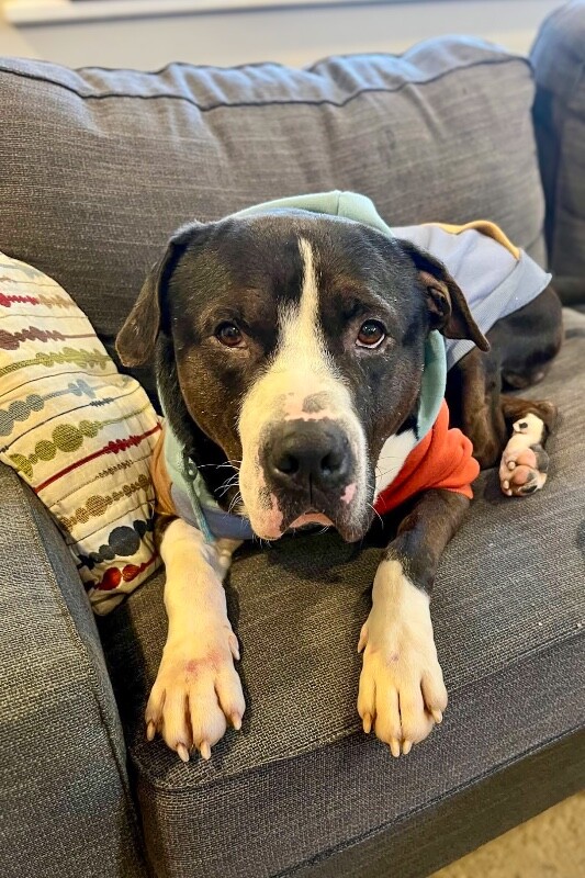 View Igor the Dog Photo #3