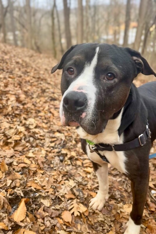 View Igor the Dog Photo #5