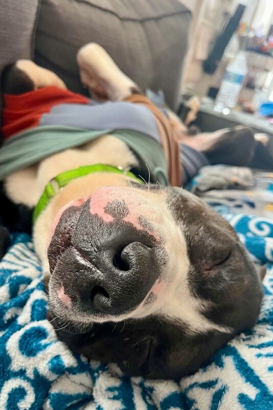 View Igor the Dog Photo #8