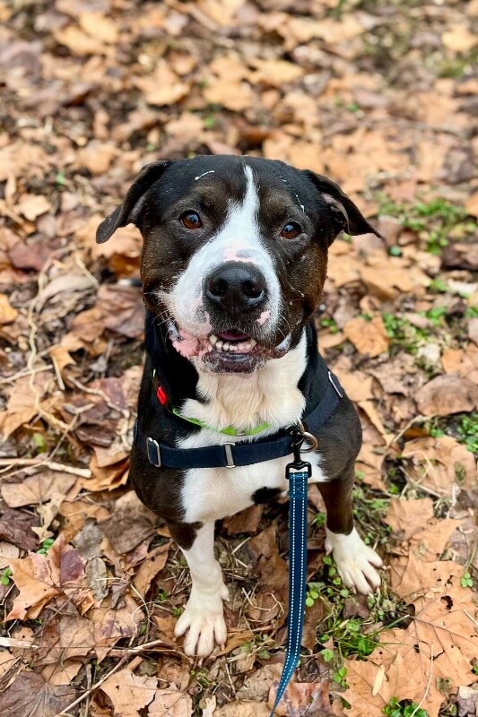 View Igor the Dog Photo #9