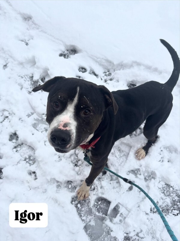 View Igor the Dog Photo #17