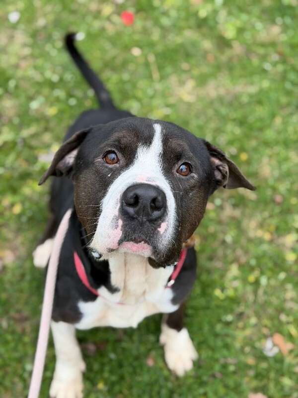 View Igor the Dog Photo #12