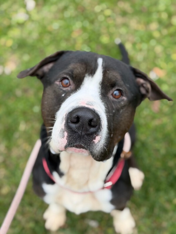 View Igor the Dog Photo #18