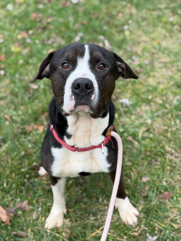 View Igor the Dog Photo #13