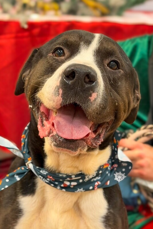 View Igor the Dog Photo #11