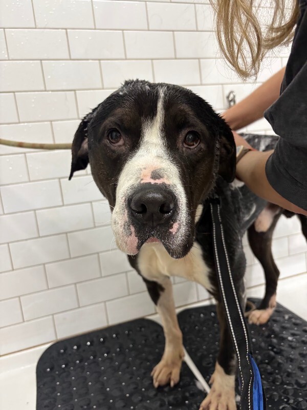 View Igor the Dog Photo #15