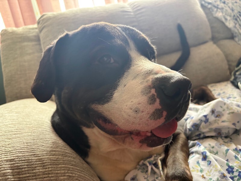 View Igor the Dog Photo #16