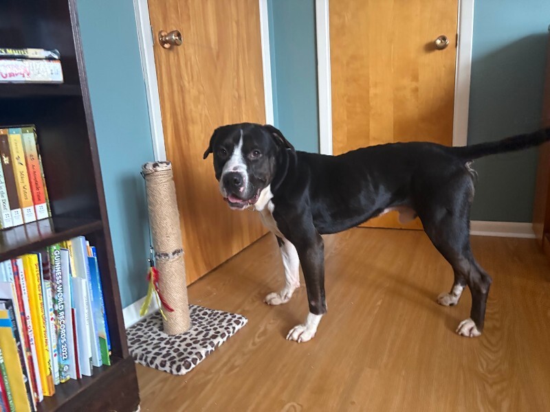 View Igor the Dog Photo #14