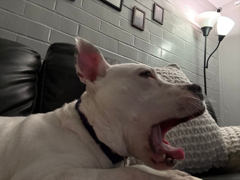 View Cotton the Dog Photo #8