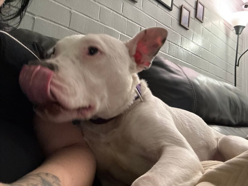 View Cotton the Dog Photo #7