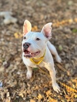 View Cotton the Dog Photo #4