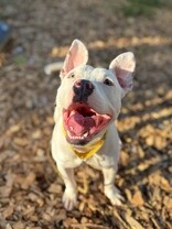 View Cotton the Dog Photo #5