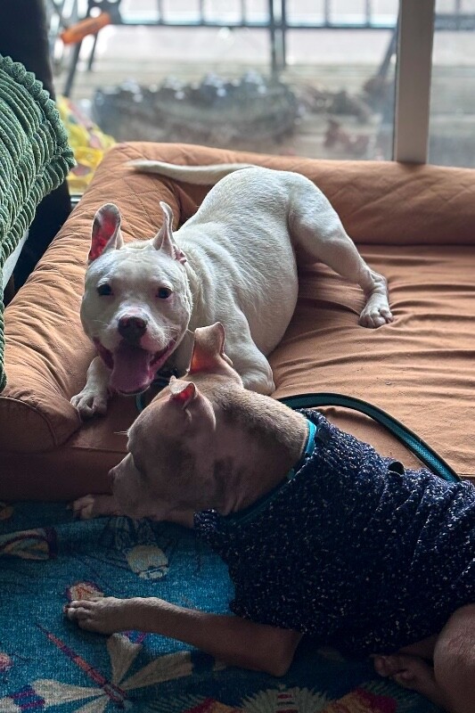 View Cotton the Dog Photo #9