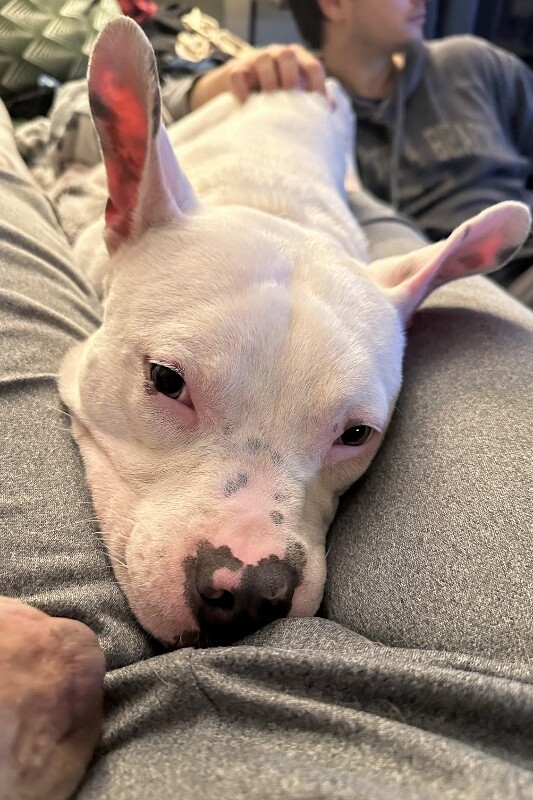 View Cotton the Dog Photo #10