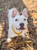 View Cotton the Dog Photo #6