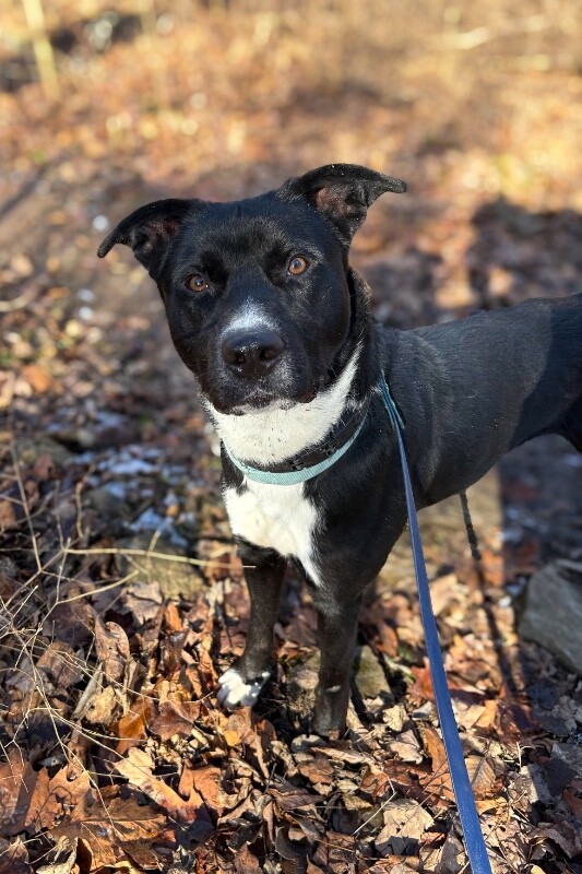 View Skyclad the Dog Photo #11