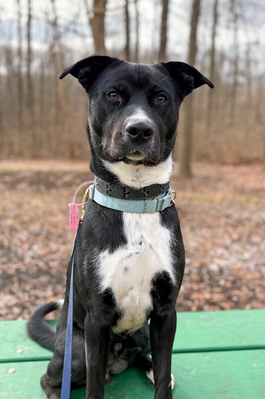 View Skyclad the Dog Photo #13