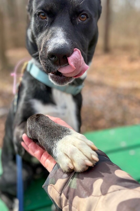 View Skyclad the Dog Photo #8