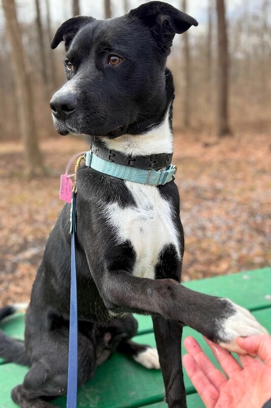 View Skyclad the Dog Photo #12